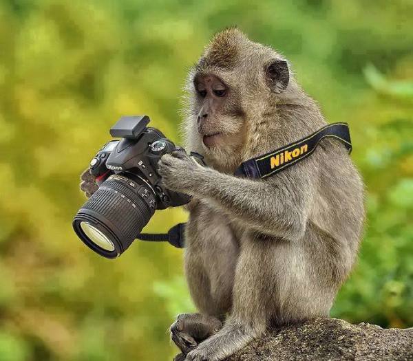 Funny-Monkey-And-Camera-Wallpapers-600x525
