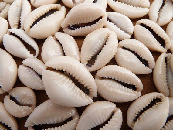 cowry shells