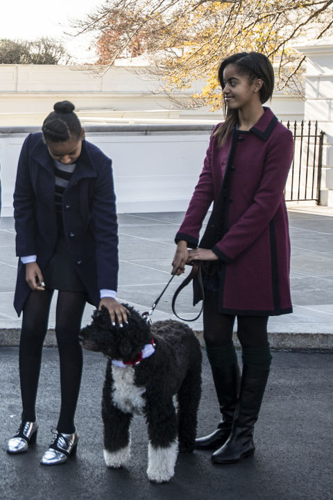 Posing with family dog Bo Obama at the White House during the Christmas tree presentation November 2013