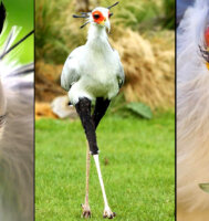 PICS: See The 2nd Most Stylish Bird In The World, And It Can Only Be Found In Africa