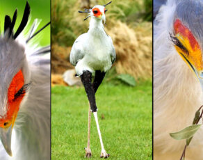 PICS: See The 2nd Most Stylish Bird In The World, And It Can Only Be Found In Africa